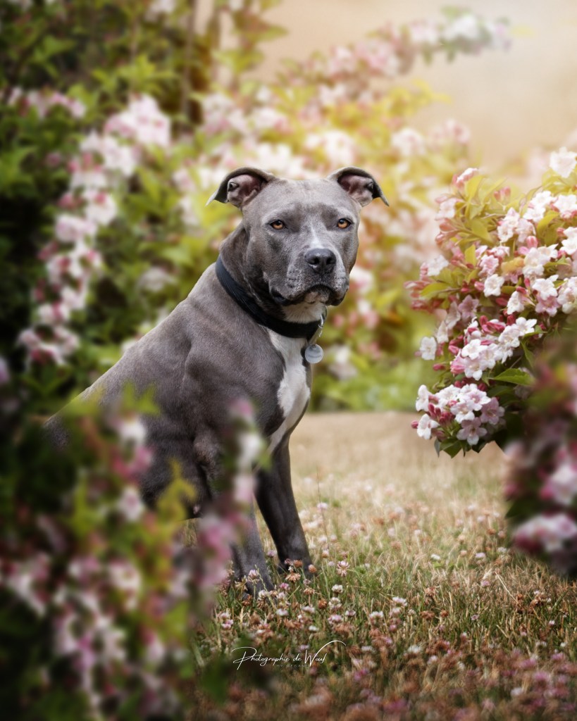 Photographe chien à Reims