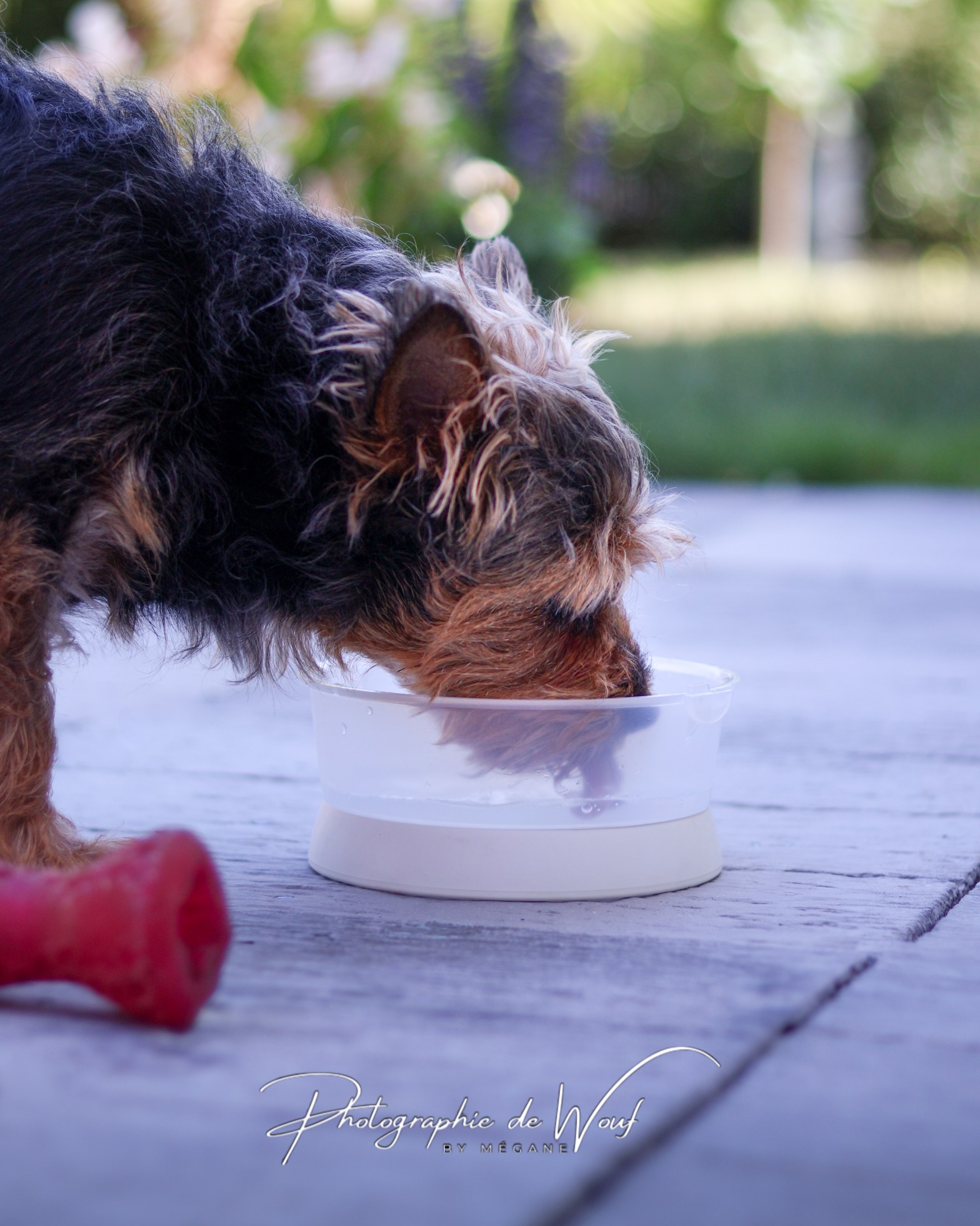 Le retournement d’estomac chez le chien : un risque vital encore trop méconnu