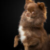 Studio photos chiens Reims
