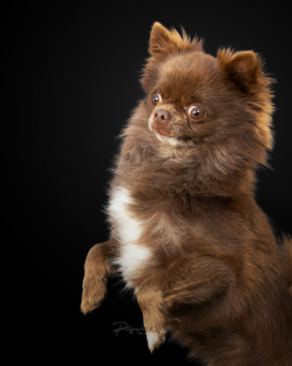 Studio photos chiens Reims