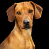 Studio photos chiens Reims