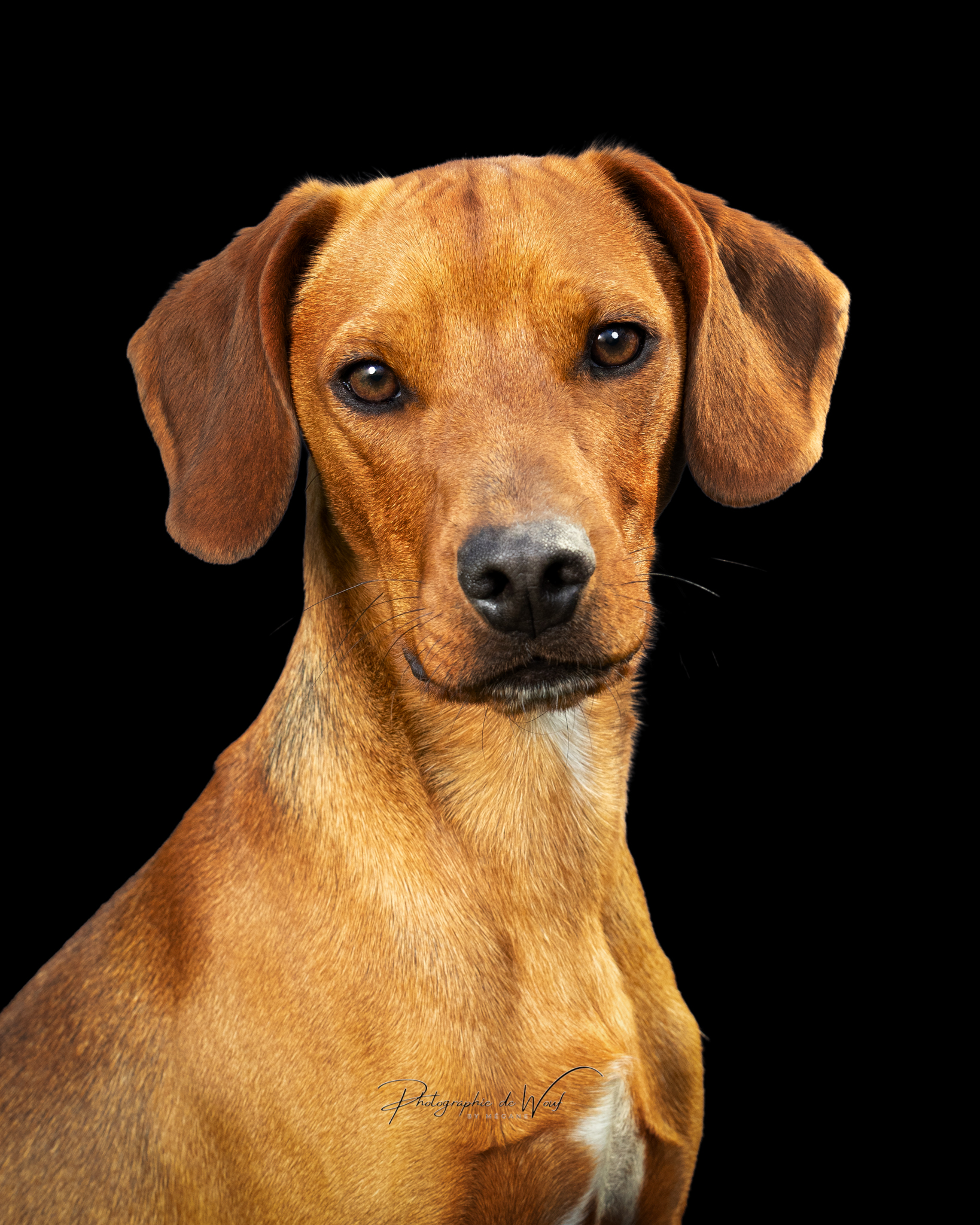 Studio photos chiens Reims