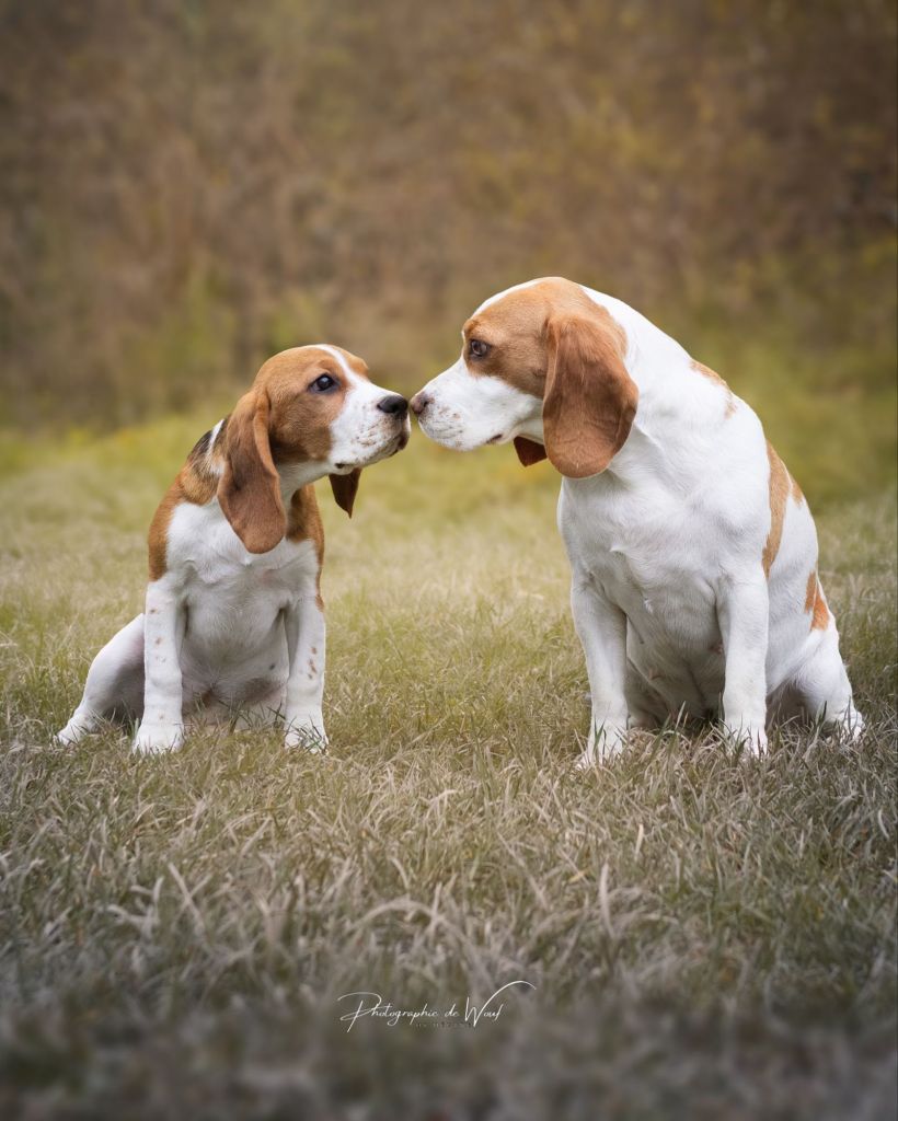 Photographe Bétheny