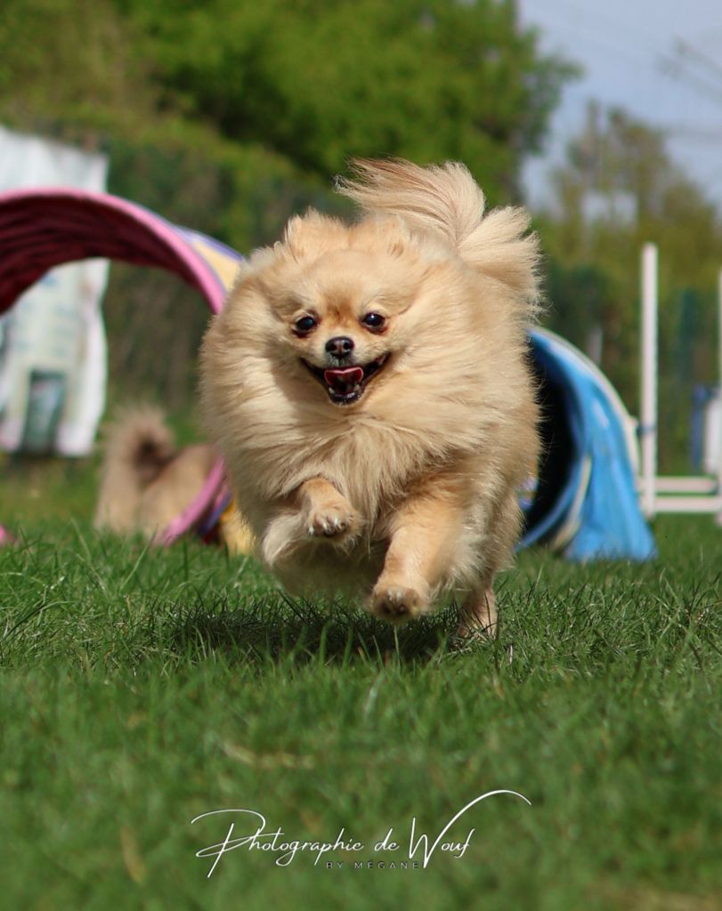 chien faisant du  sport canin avec une éducatrice canine à Reims