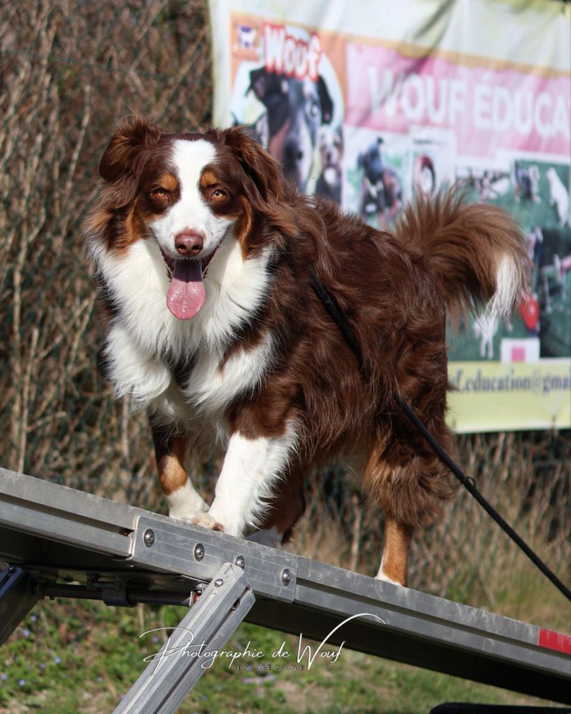 chien pratiquant l’agility lors d’un cours d’éducation canine à Bétheny