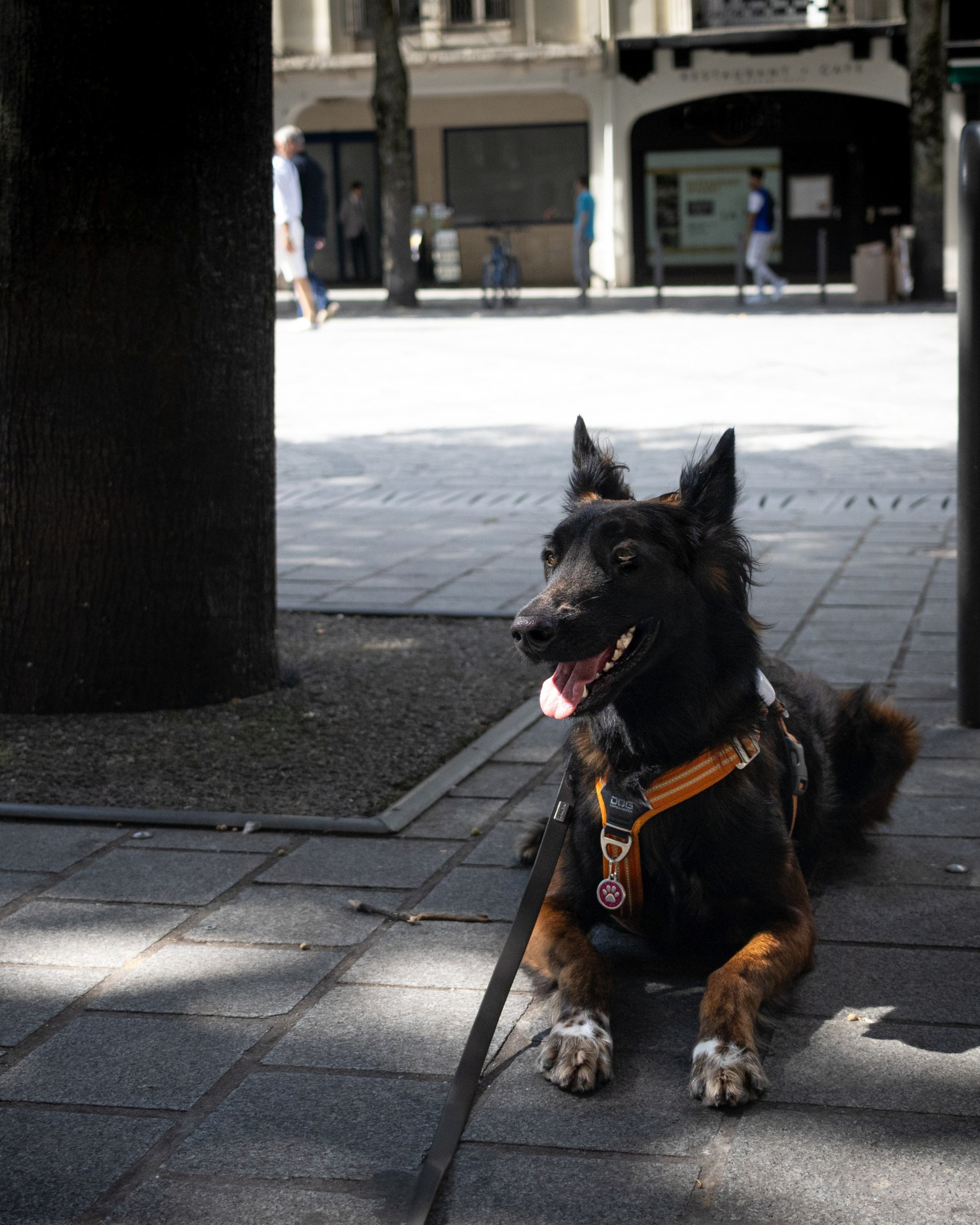 Pourquoi varier les contextes d’apprentissage est essentiel pour votre chien