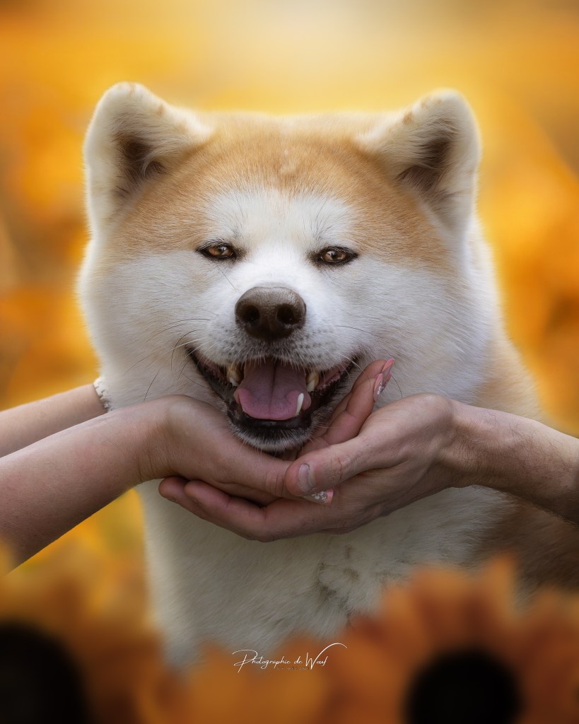 Shooting photo chien