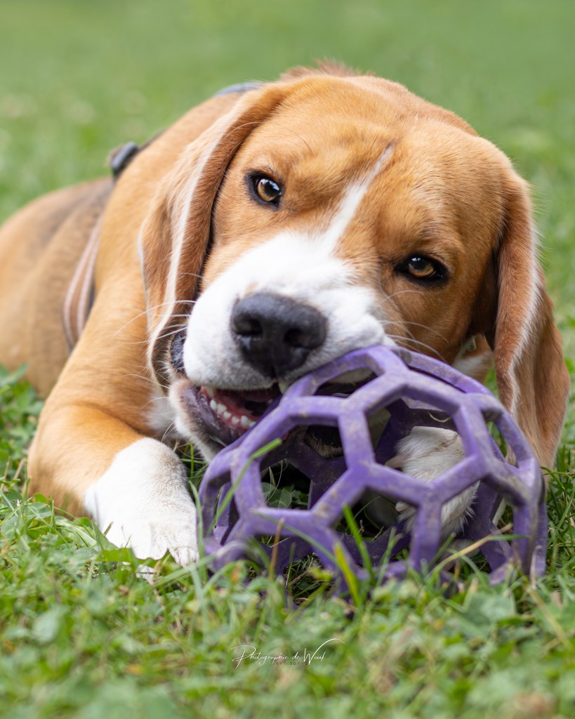 chien pratiquant l’agility lors d’un cours d’éducation canine à Bétheny