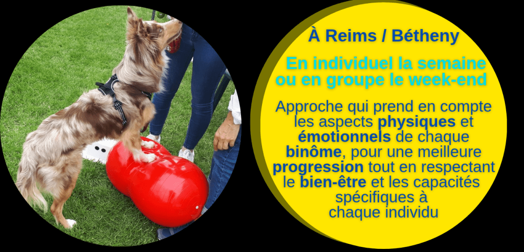 wouf éducation, éducateur comportementaliste canin et photographe à Reims Bétheny