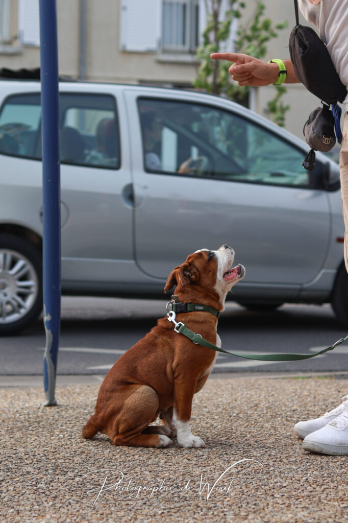 Bouledogue continental en cours d'éducation canine à Reims