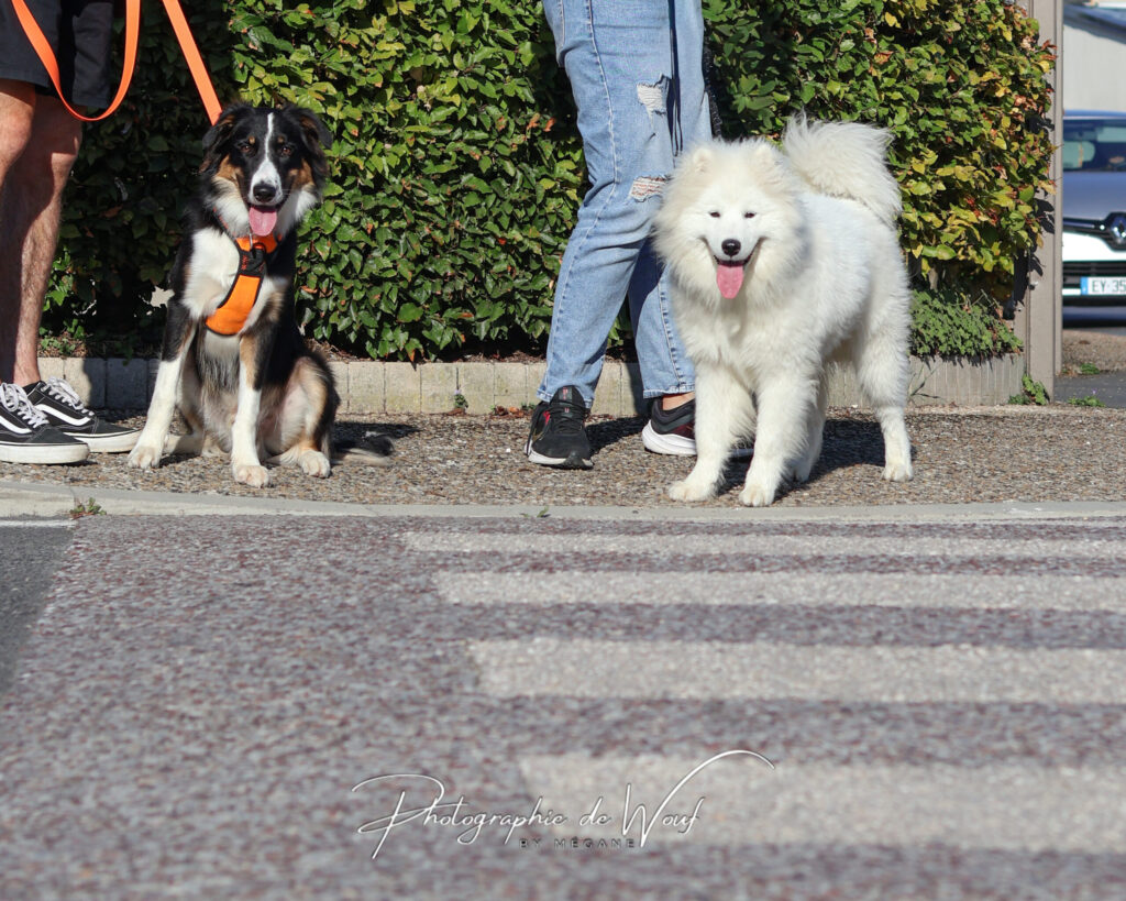 Balade d'éducation Samoyède et Border Collie