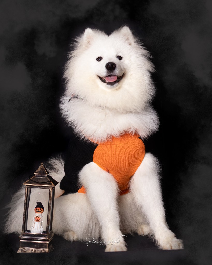 photographe canin Reims