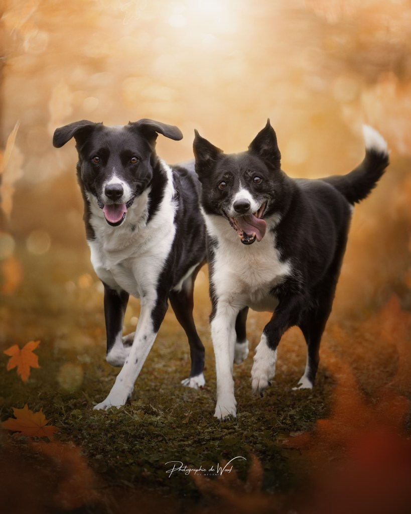 photographie chien Reims