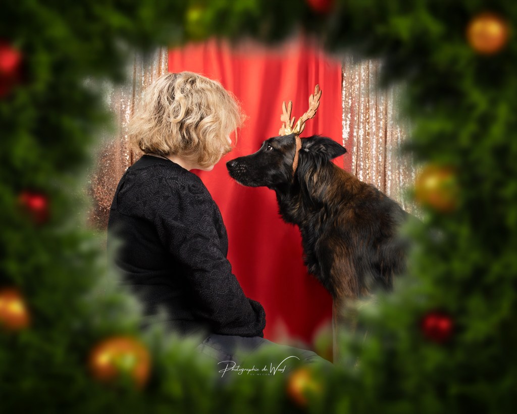 noel photographe chien