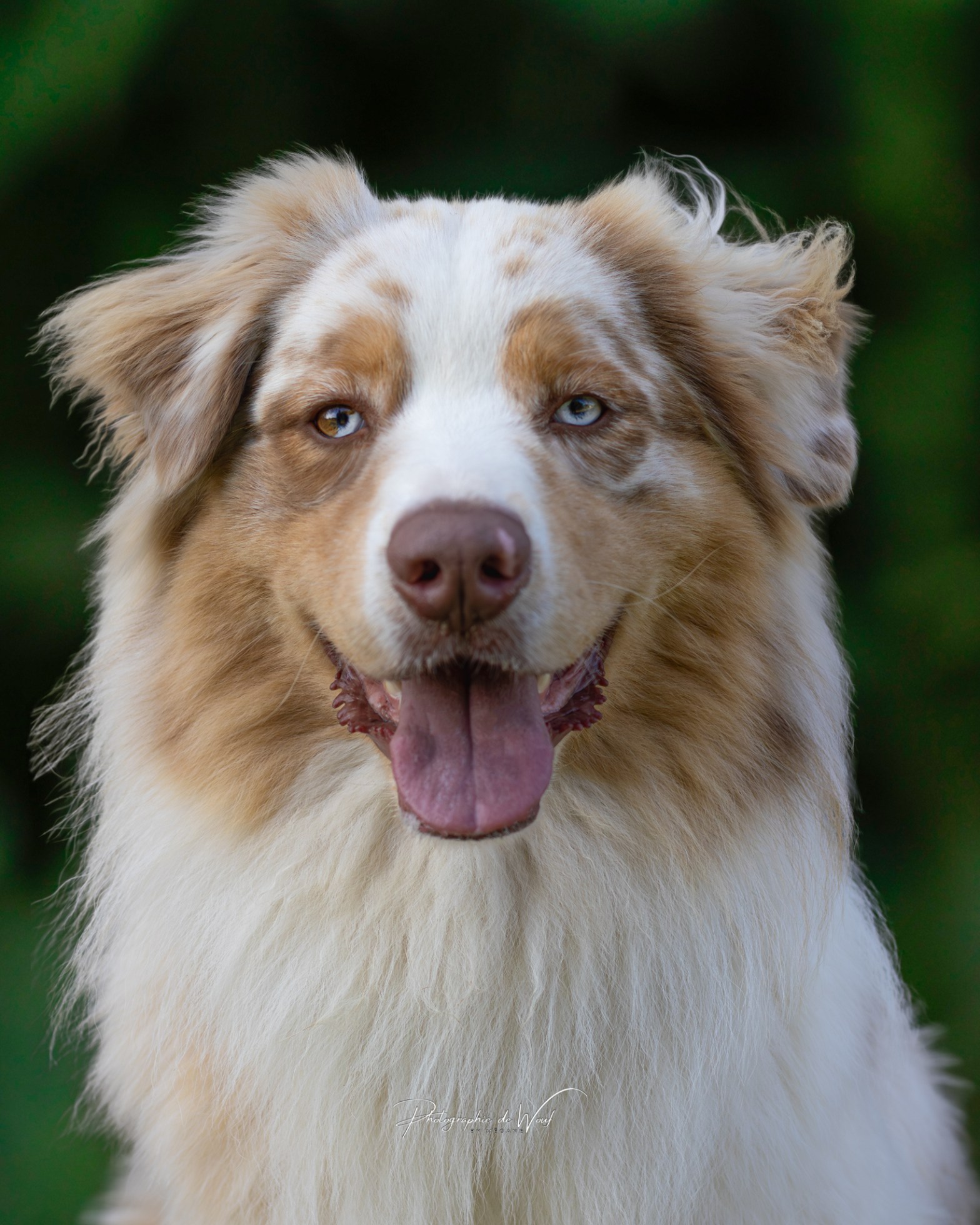 Construire une vraie relation de confiance avec son chien