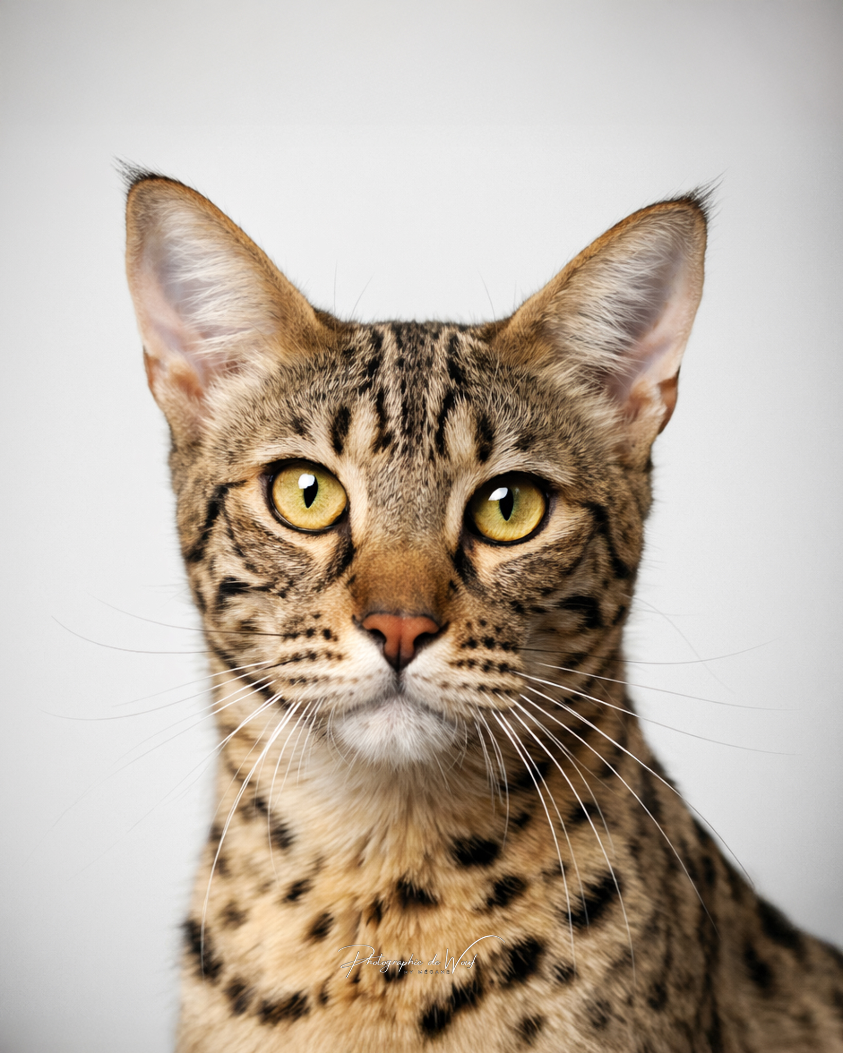 photographe animaux reims