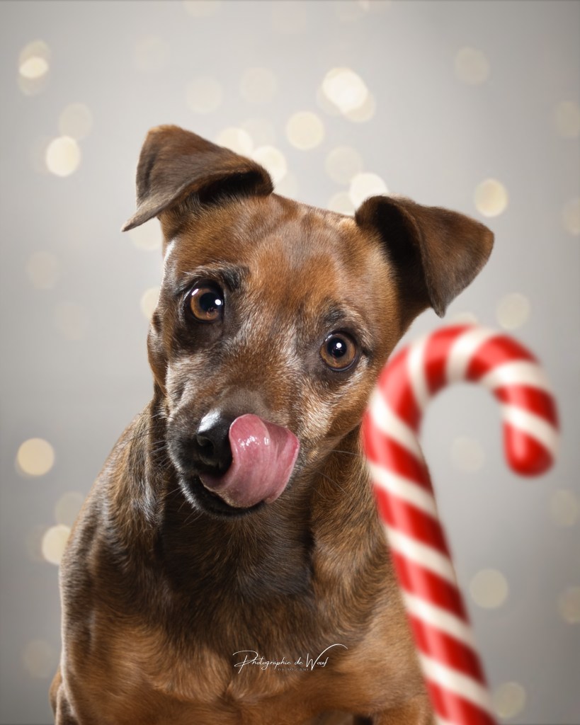 photographe chien Reims