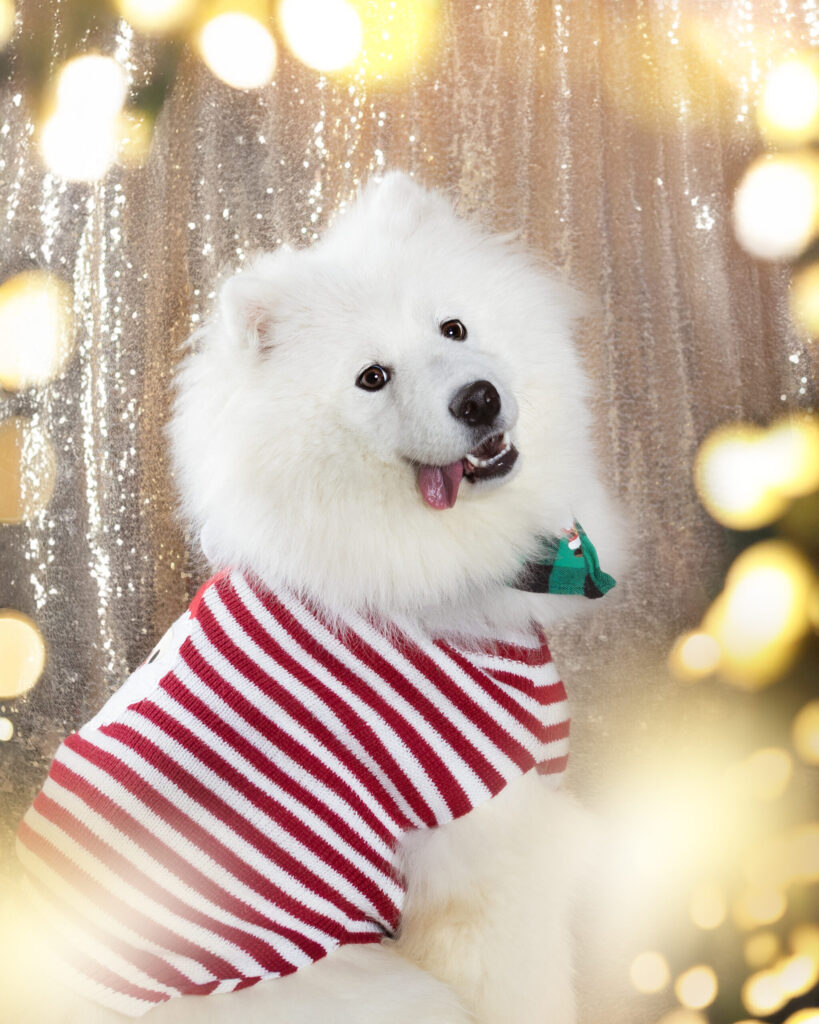 Shooting photo chien Noël