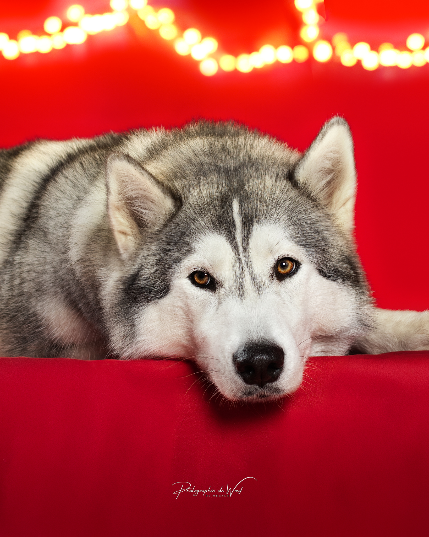 ? Juste avant les fêtes… quelques conseils pour nos chiens ?