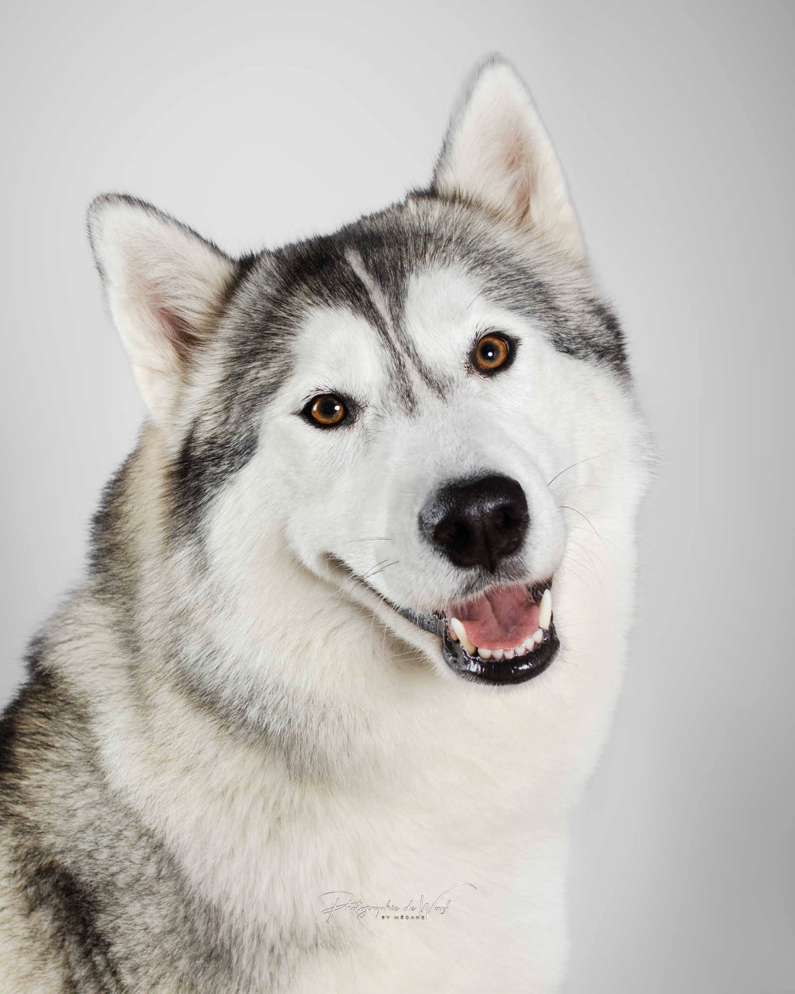 Studio photos chiens Reims