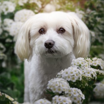 Photographe chien Reims