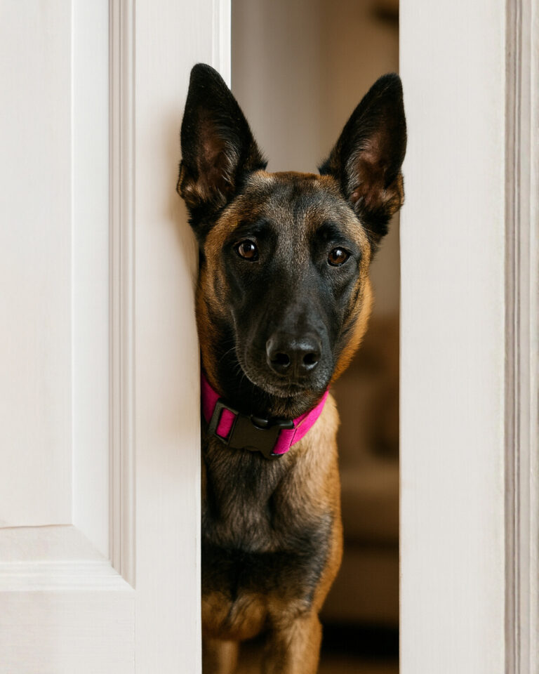 malinois qui apprend à rester seul avec une éducatrice canine