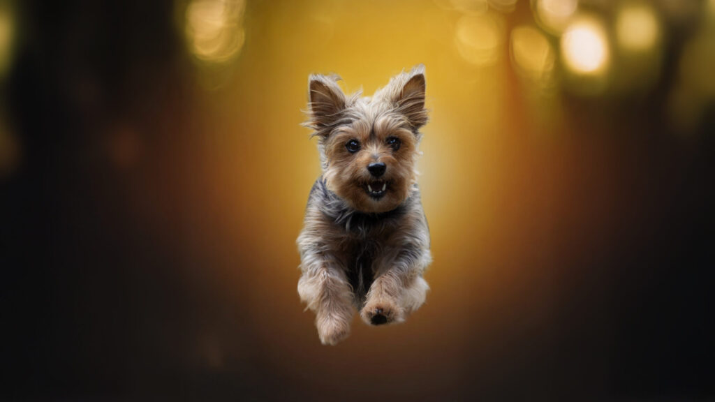 Photographe chien Reims