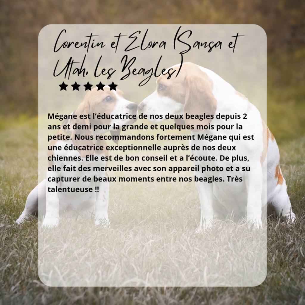 éducateur canin Reims Beagle