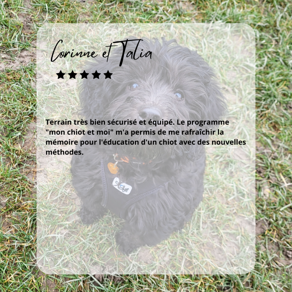 labradoodle avis éducation