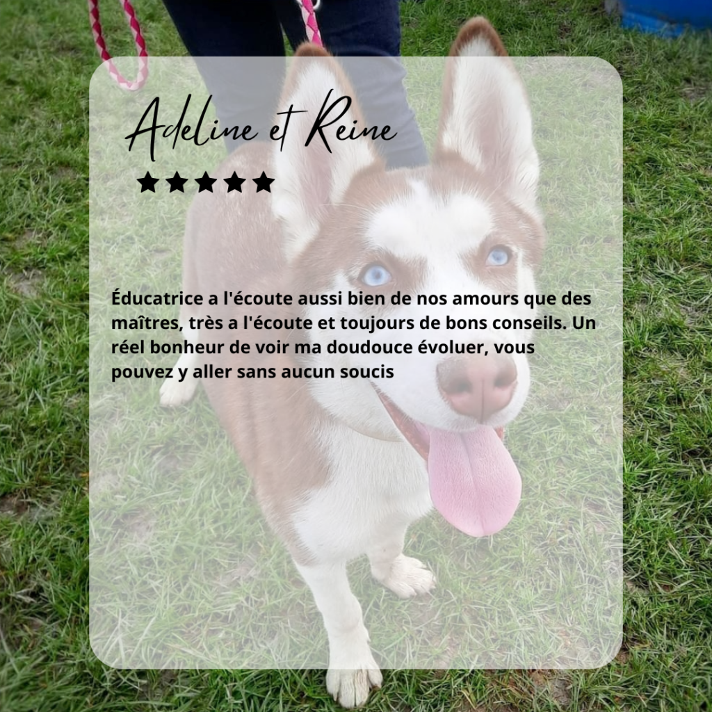 avis éducateur canin Reims Husky