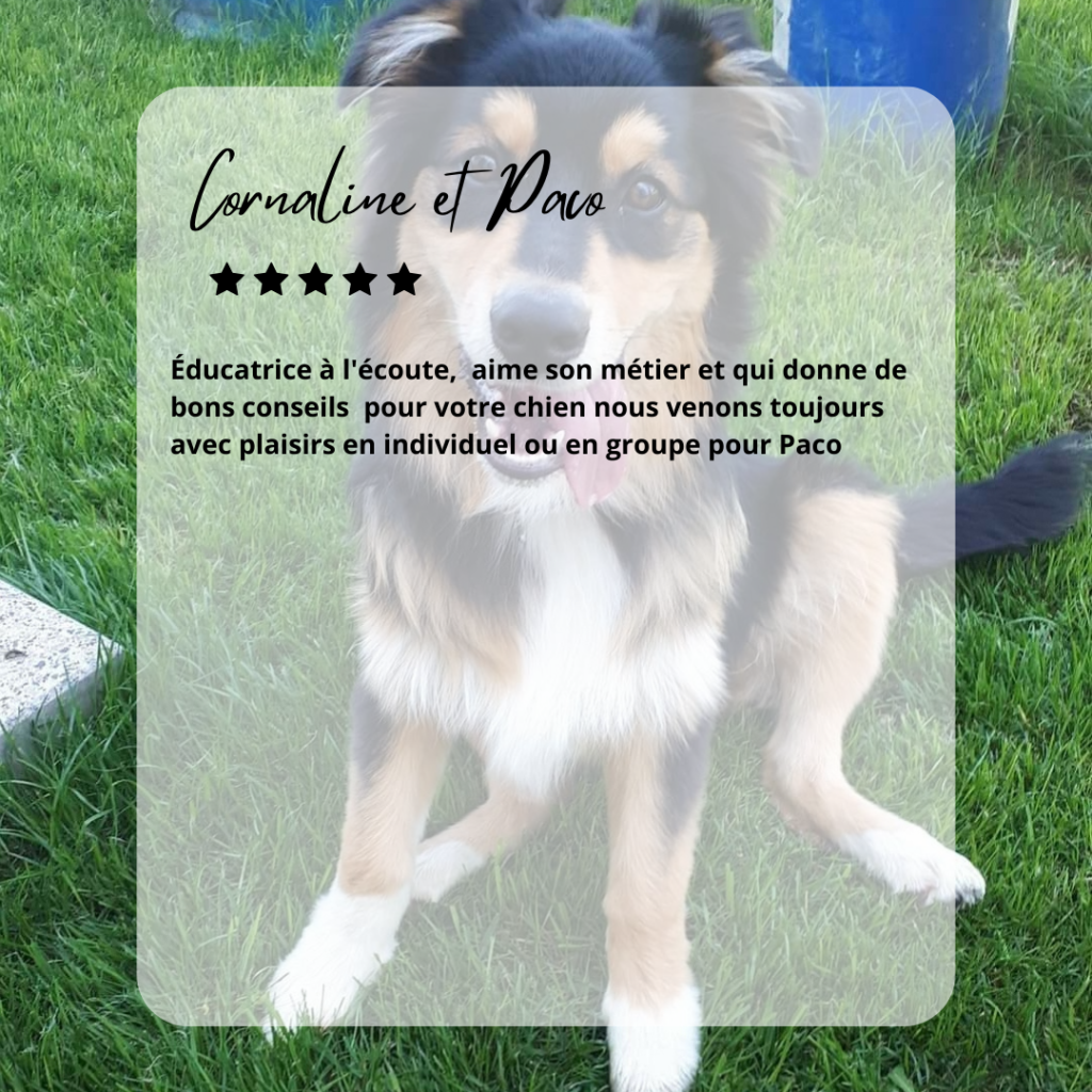 avis éducateur canin Reims Border Collie