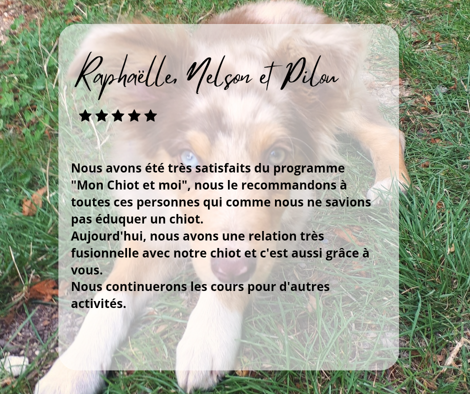 avis éducateur canin Reims Berger Australien