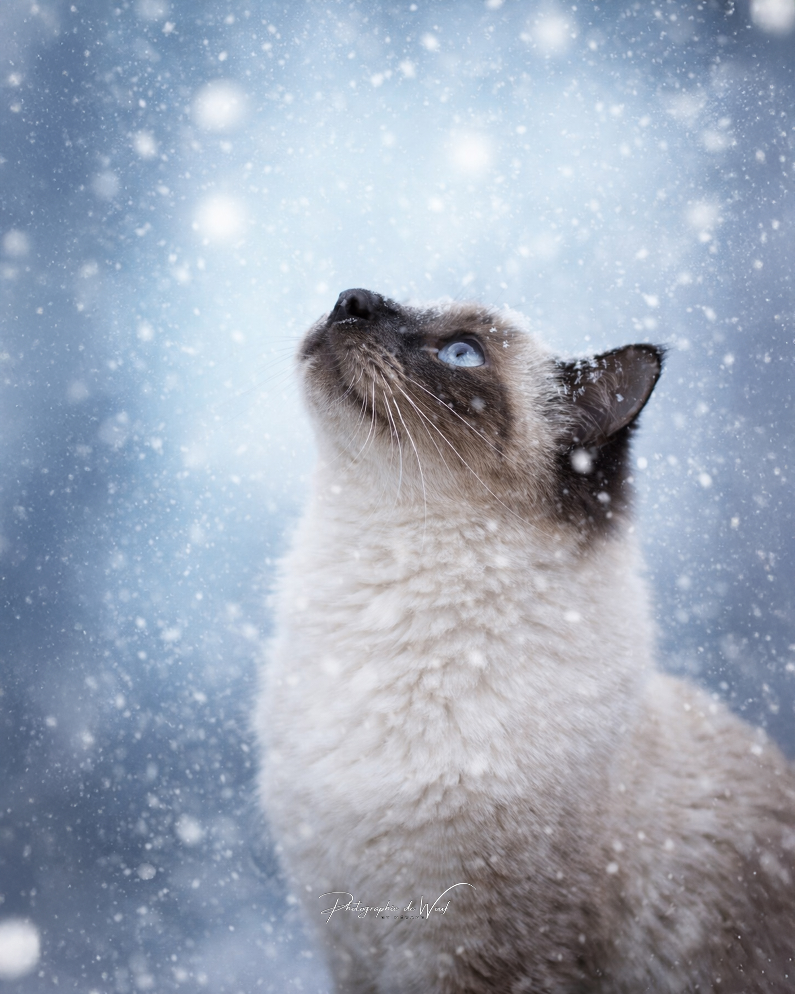 Photographe chat reims