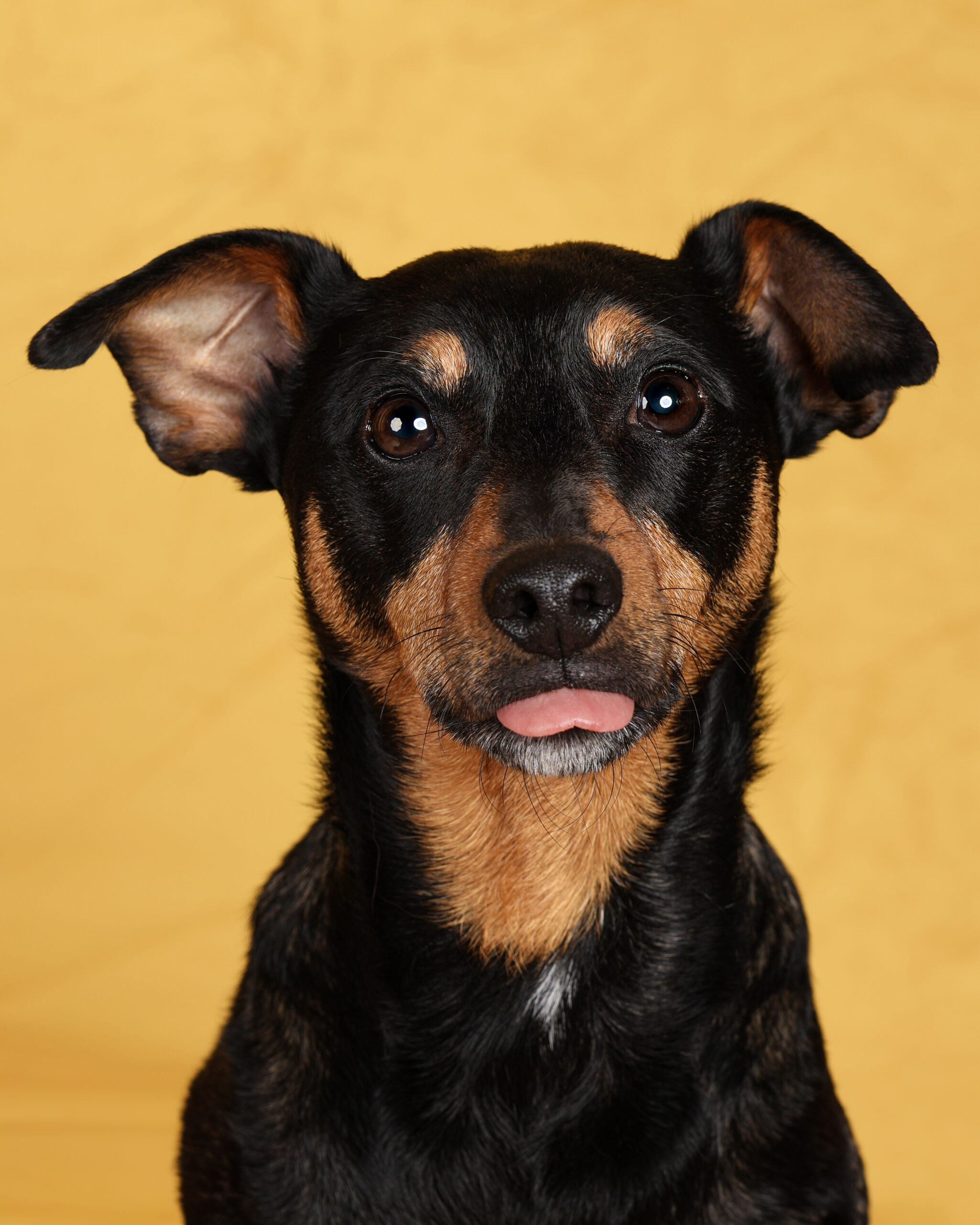 Comment aider son chien à surmonter ses peurs ?