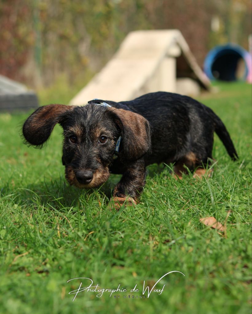 chiot Teckel apprenant le rappel en cours d'éducation canine à Reims