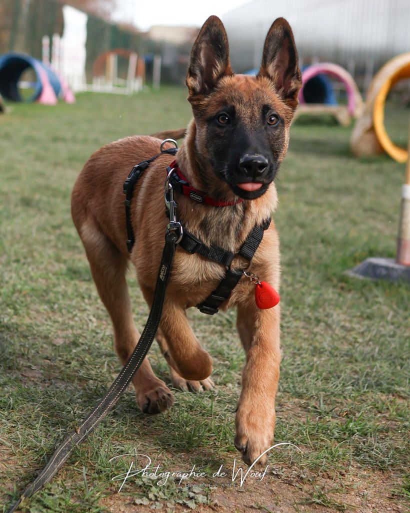 éducatrice canine travaillant avec un chien lors d’un cours d’éducation canine à Reims