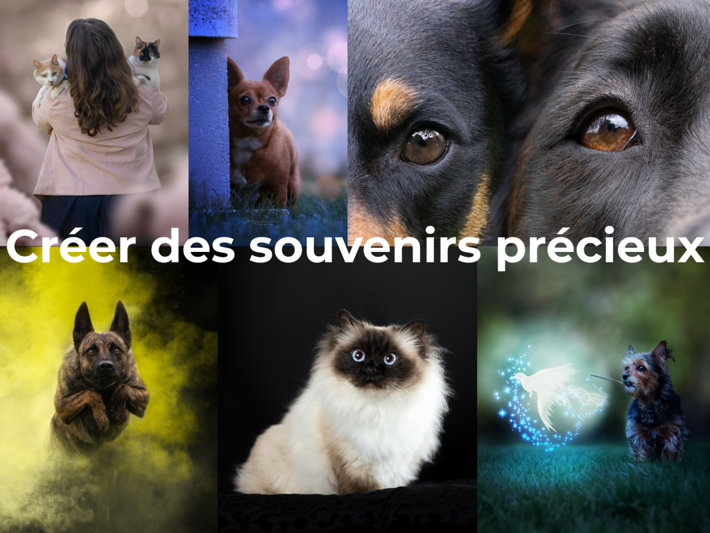 photographe spécialisée chien et chat à Reims
