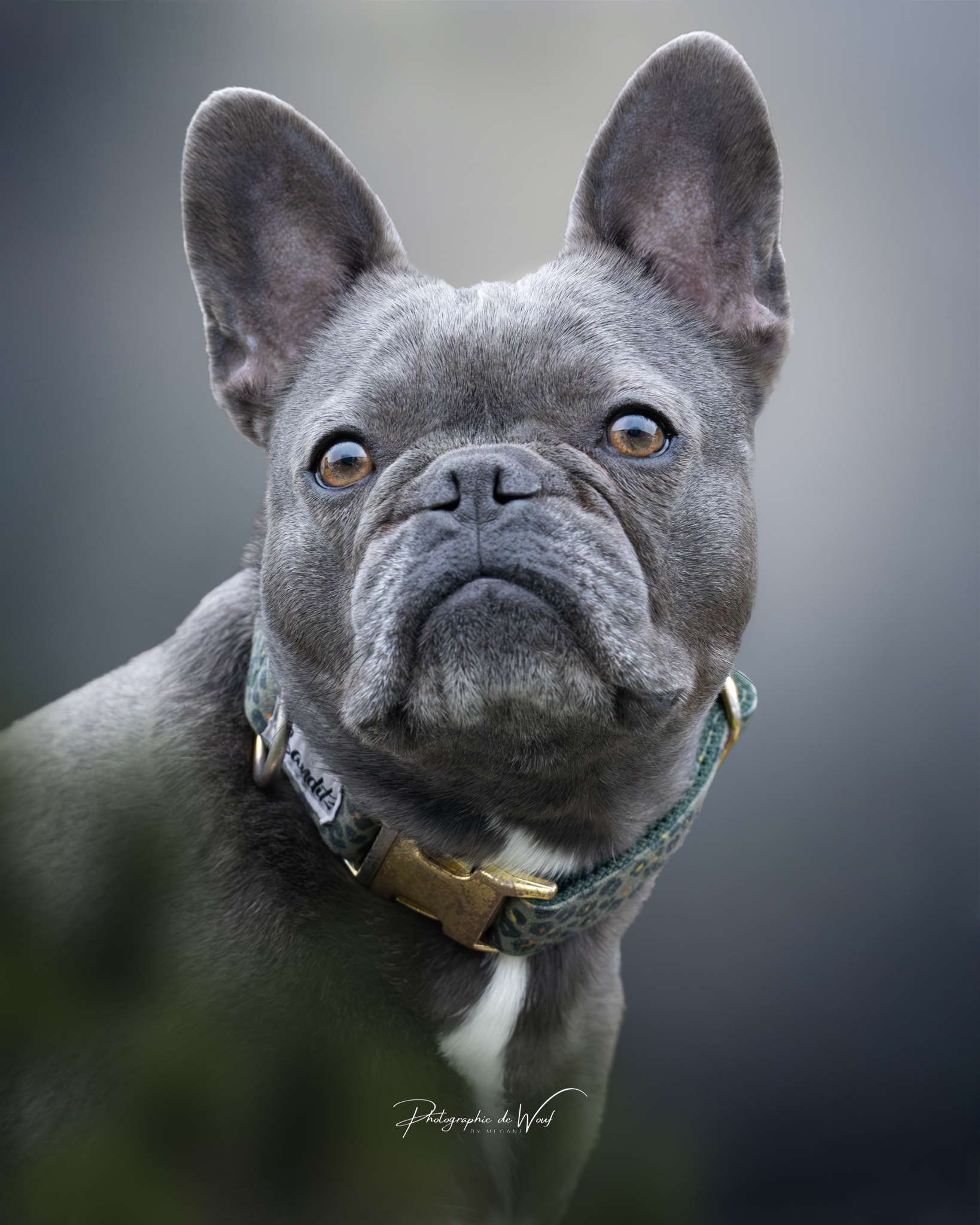 Le focus chez le chien : la base invisible qui change tout
