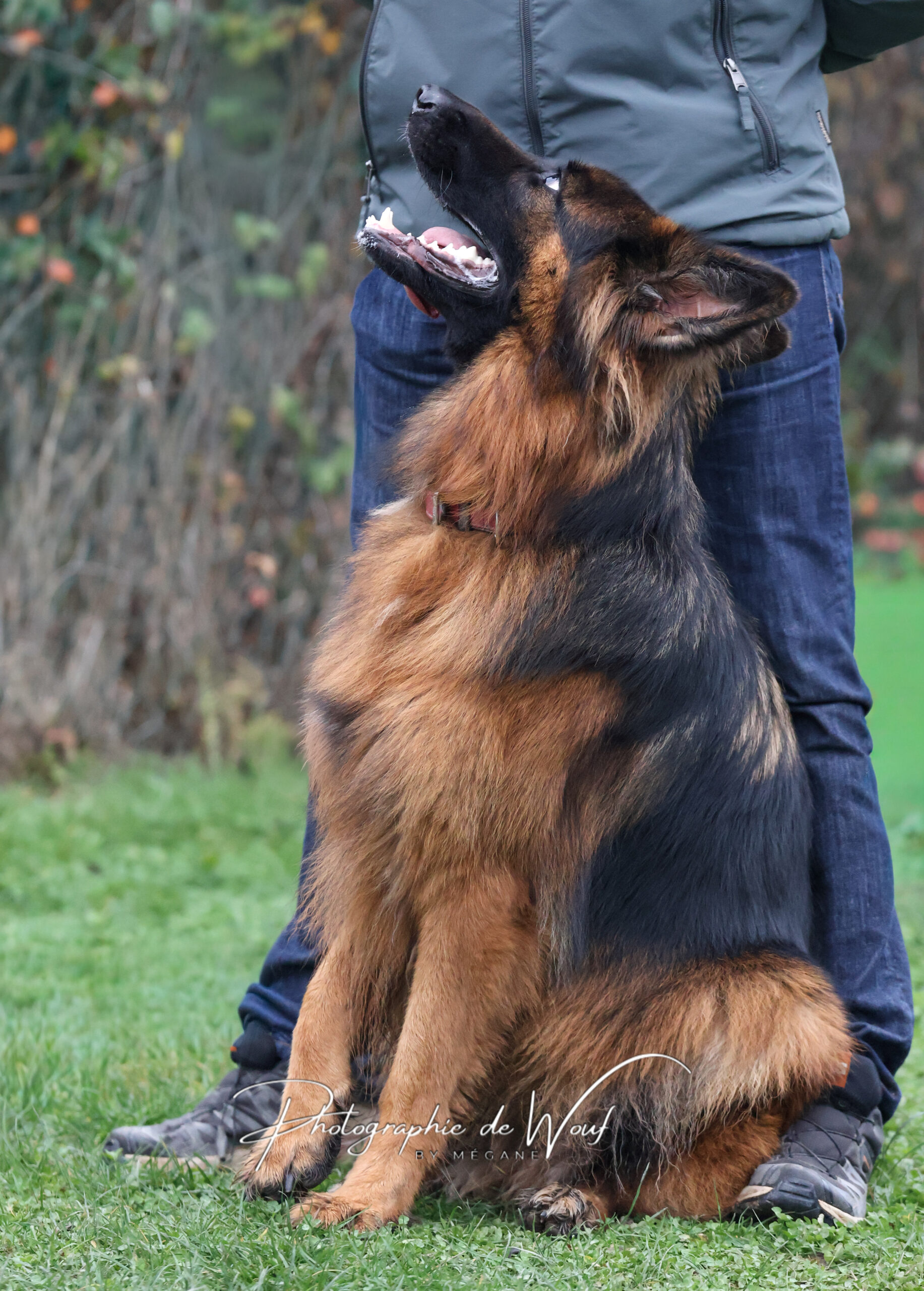 Berger Allemand en cours d'éducation canine à Reims 