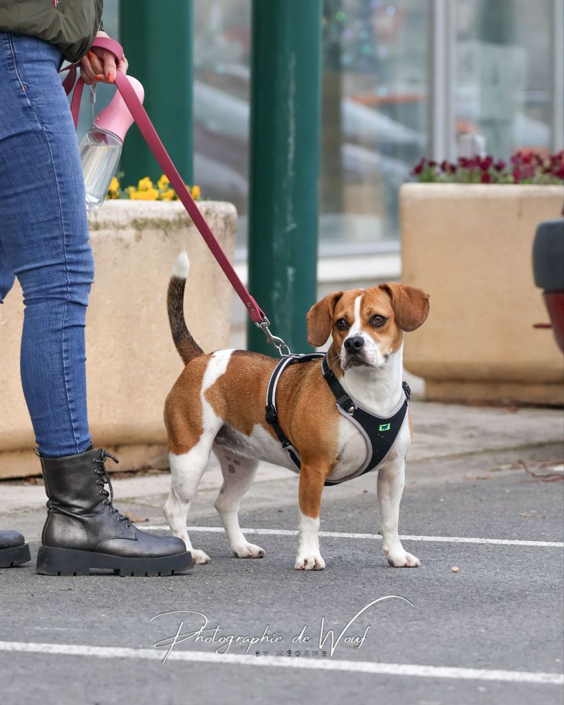 Beagle qui travaille la marche en laisse avec une éducatrice canine à Reims