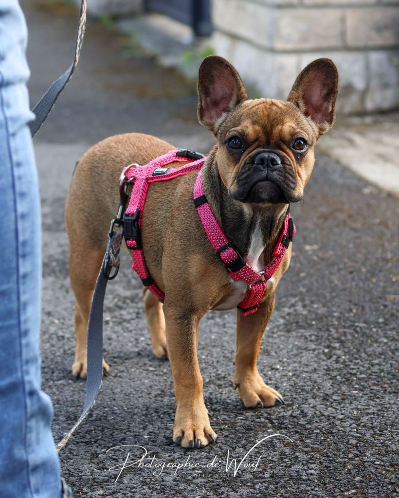Chiot Bouledogue Français qui apprend la marche en laisse 