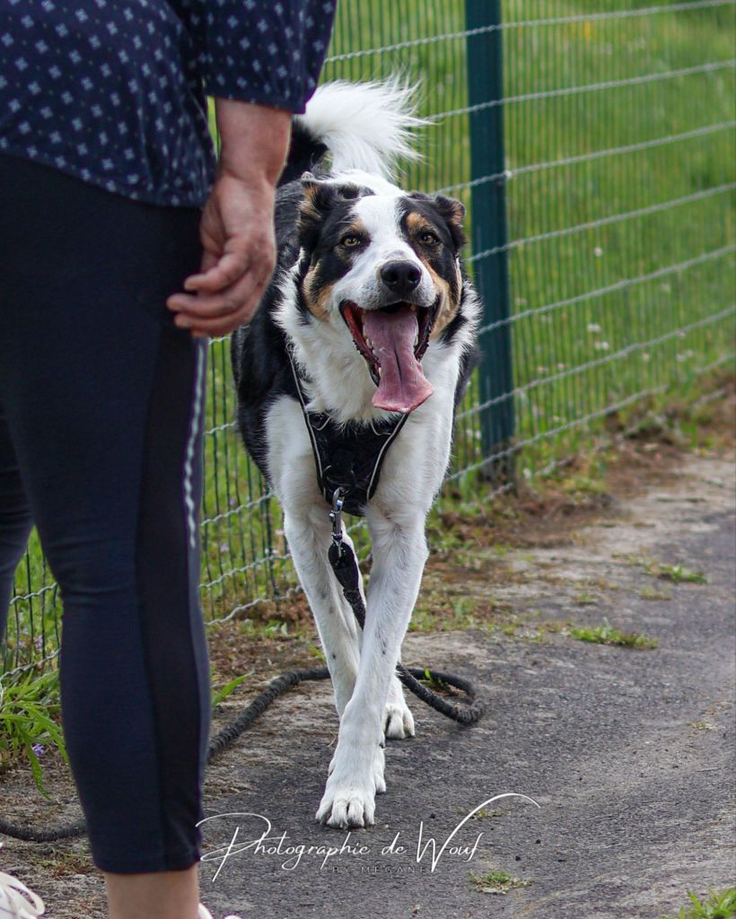 Border Collie en apprentissage de la marche en laisse à Reims