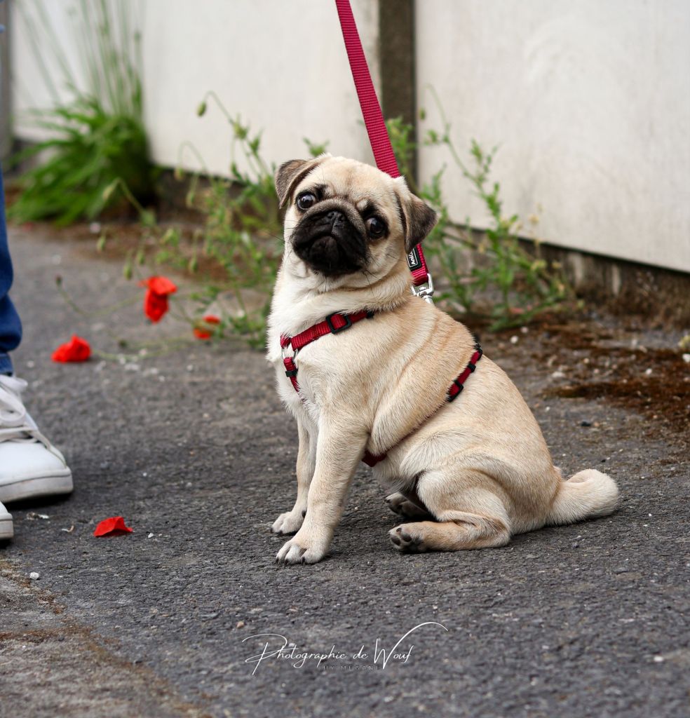 Chiot Carlin qui apprend à faire "assis" avec un  éducateur canin