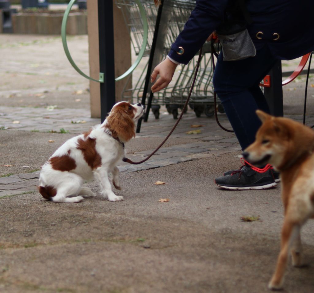 Cavalier King Charles en cours d'éducation canine à Reims
