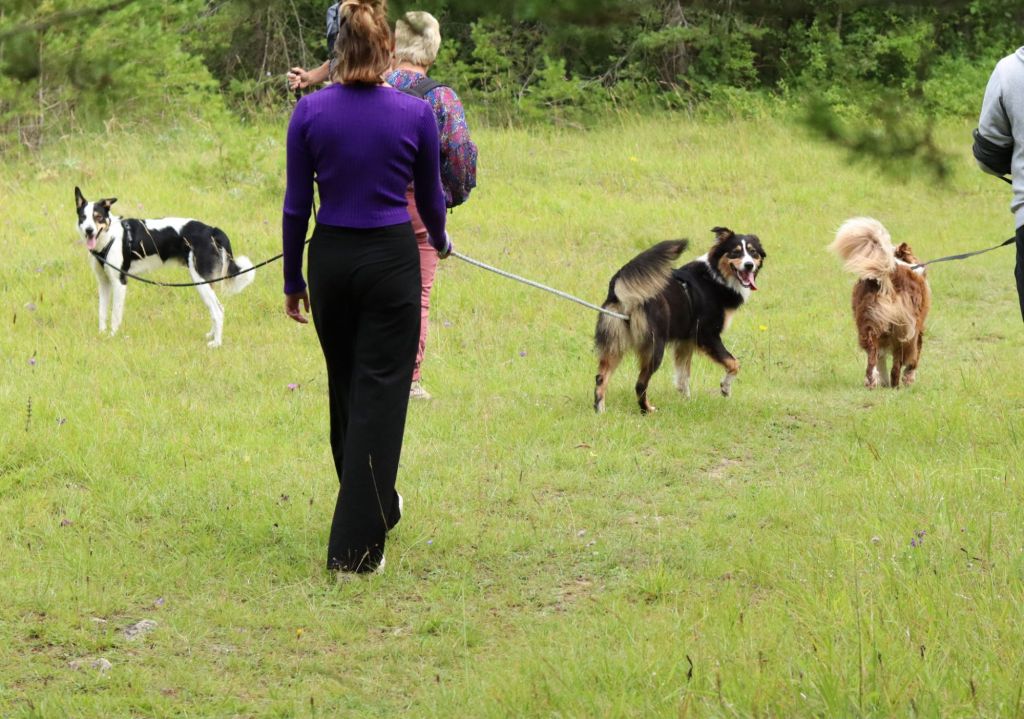 Jeune berger Australien qui travaille les éducatifs de base en présence d'autres chiens 