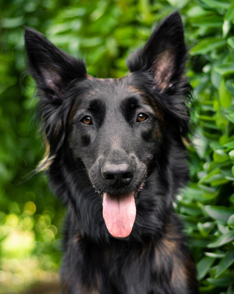 Berger Belge en cours d'éducation canine à Reims