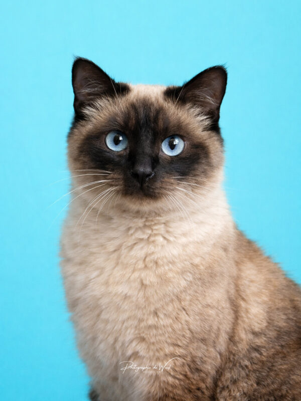 03052026-file_000000009524724685d1287a5d11d793-RS PW Blanche chat siamois photographié en studio photo à Reims