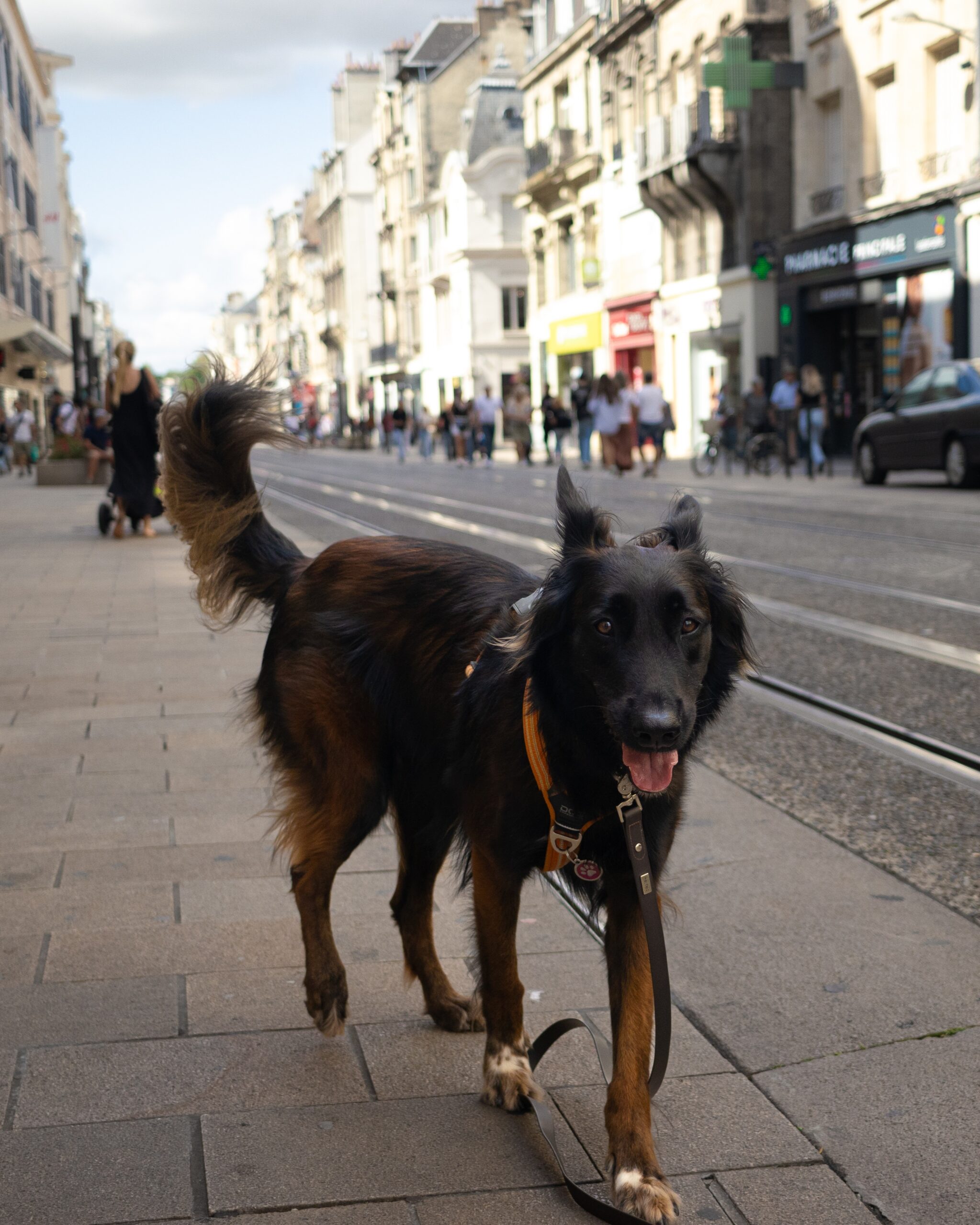 5 idées d’activités à faire avec votre chien… en ville
