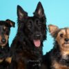 wp-17787588355265907122959110129396 photographe chien Reims