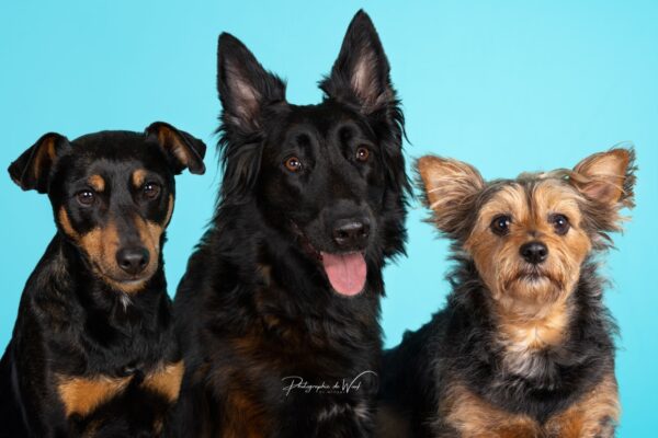 wp-17787588355265907122959110129396 photographe chien Reims
